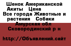 Шенок Американской Акиты › Цена ­ 35 000 - Все города Животные и растения » Собаки   . Амурская обл.,Сковородинский р-н